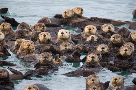 That S A Lot Of Otters D R Otters