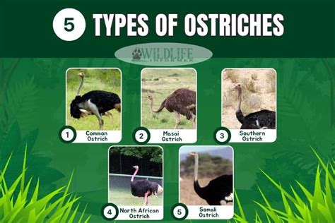 The 5 Different Types Of Ostriches Pictures Wildlife Informer