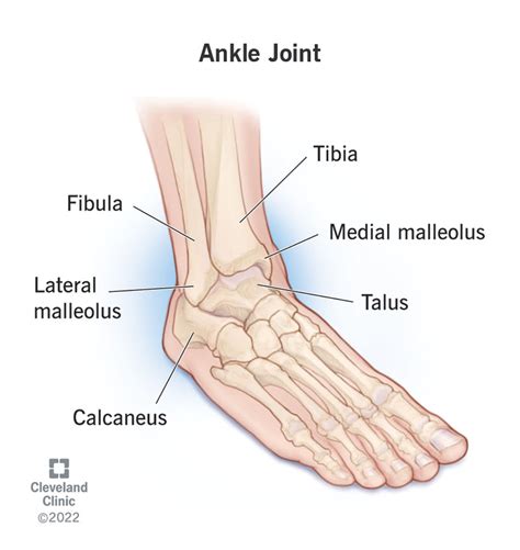 The Ankle