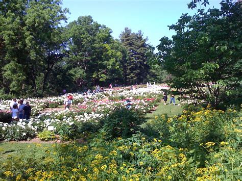 The Ann Arbor Chronicle Nichols Arboretum