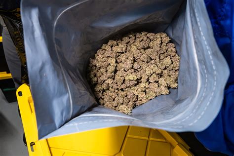 The Best Humidity For Cannabis From Seed To Storage Grove Bags