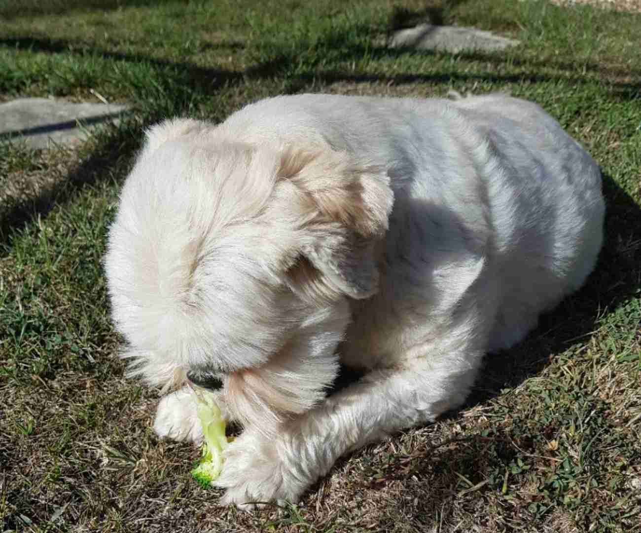 The Best Vegan Dog Foods Uk Tried Tasted Vegan Mum