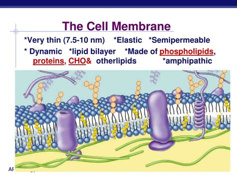 The Cell Membrane Ppt Download