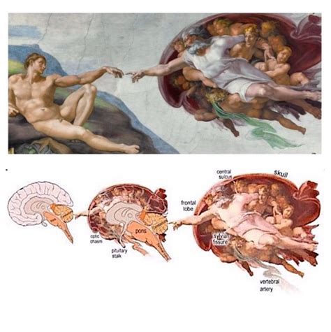 The Creation Of Adam Michelangelo Brain