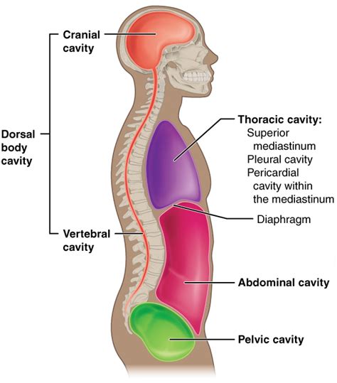 The Dorsal Body Cavity Houses The