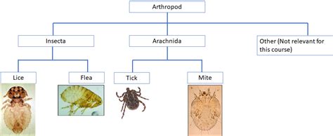 The Four Arthropod Animal Fleas Mites Ticks And Flies Is Of Photo Image