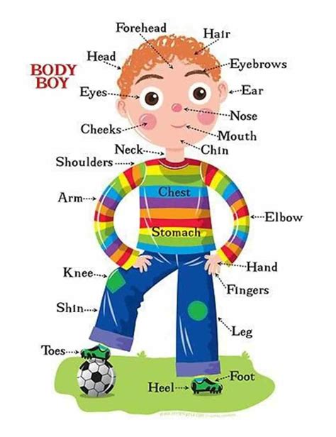The Human Body Vocabulary Let S Explore The Human Body Esl Buzz