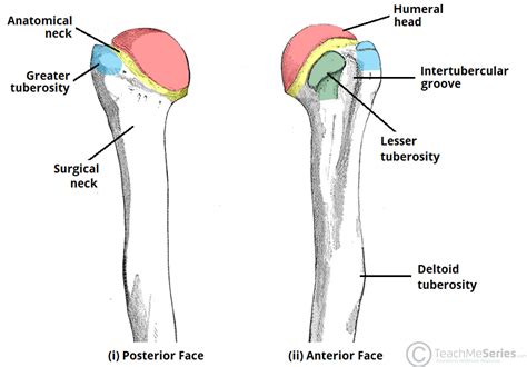 The Humerus Proximal Shaft Distal Teachmeanatomy