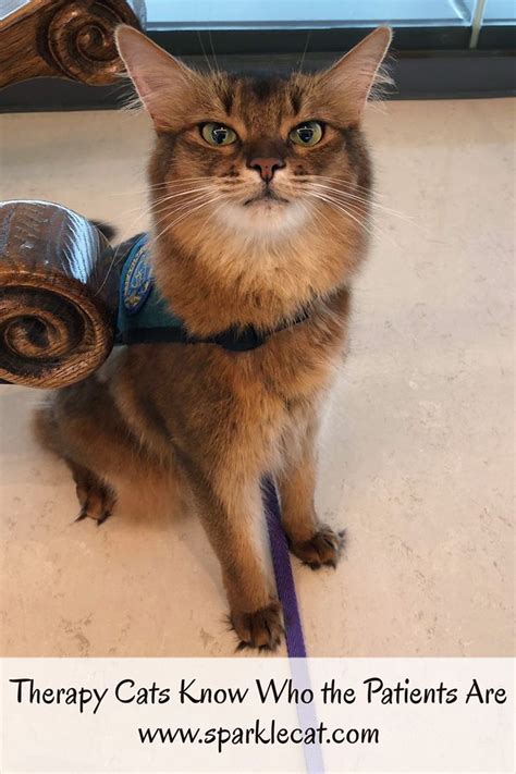 The Instinctive Connection Therapy Cats And Patients