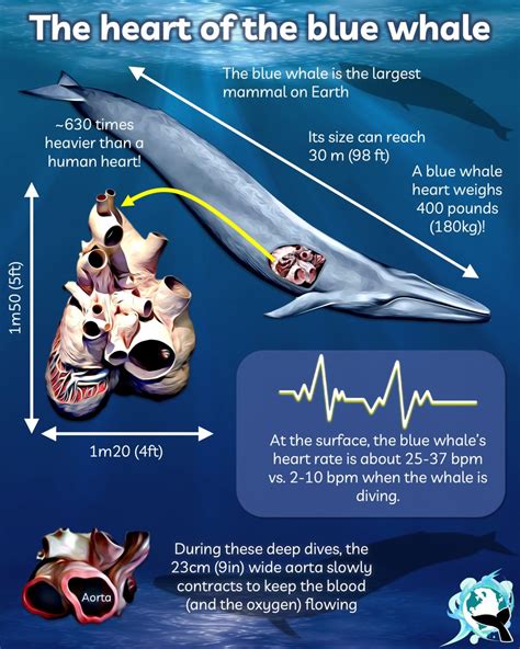 The Largest Heart In The Animal Kingdom Belongs To The Blue Whale