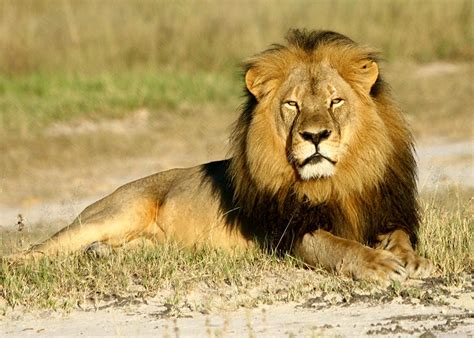The Life And Legacy Of Cecil The Lion One Year After His Death Here