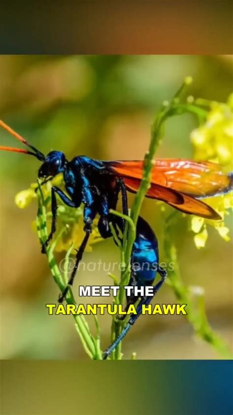 The Mystery Of The Tarantula S Sting