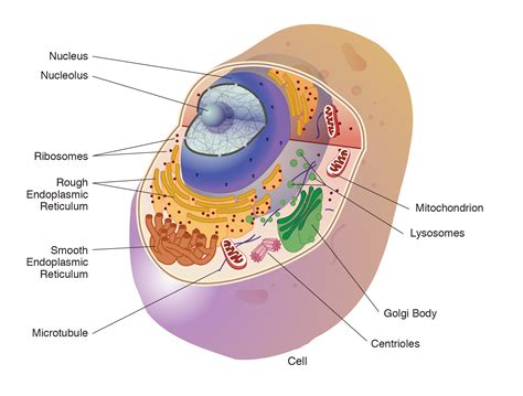 The Organelle Other Than The Nucleus Containing Dna Is A Lysosome B