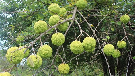 The Osage Orange Tree S Purpose Evolved As History Developed