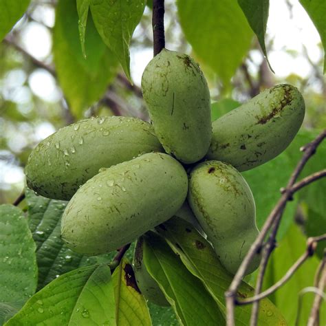 The Pawpaw Tree A Guide To America S Native Tropical Fruit Growit