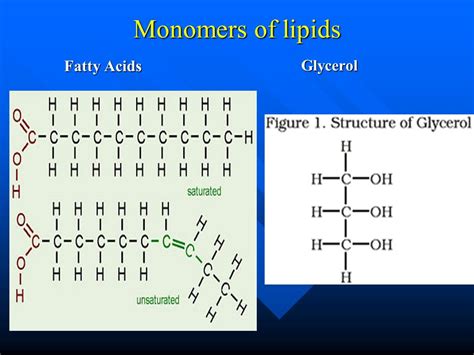 The Polymers Monomers Of Lipids Are Fatty Acids And Glycerin