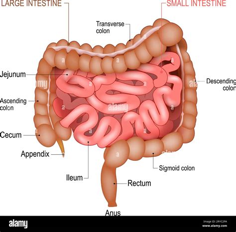 The Small Intestine Complete Anatomy
