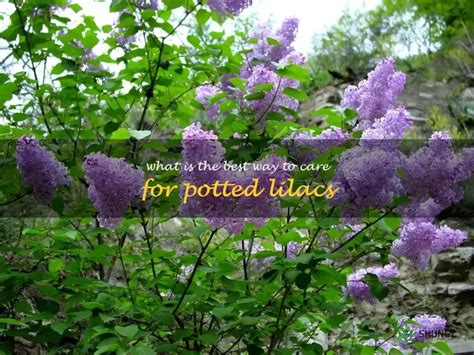 The Ultimate Guide To Caring For Potted Lilacs Expert Tips For Keeping