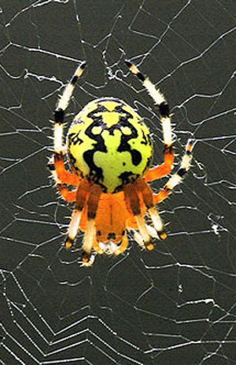 The Vineyard Gazette Martha S Vineyard News Marbled Orb Weaver