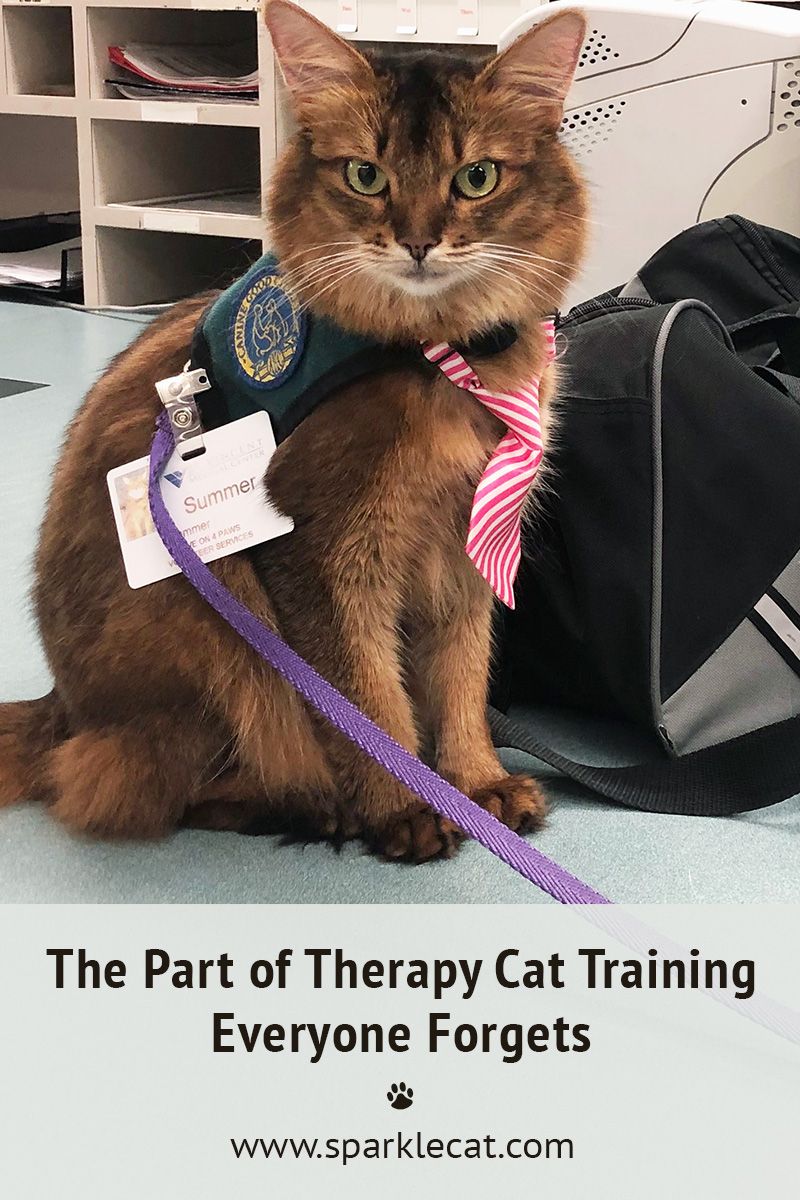 Therapy Cat Artofit
