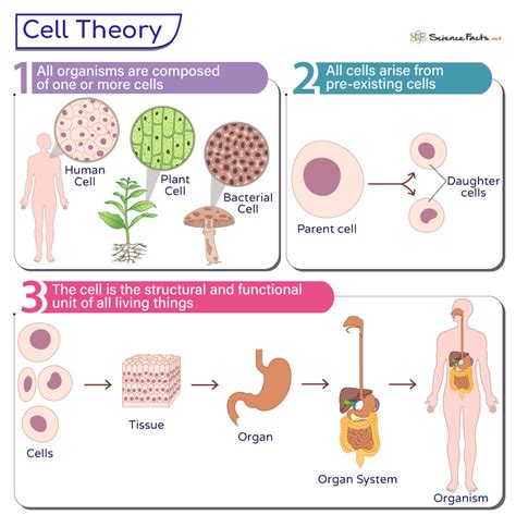 Cell Theory Three Main Parts