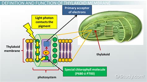 Thylakoid Membrane In Photosynthesis Definition Function Structure