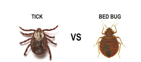 Tick Vs Bed Bug