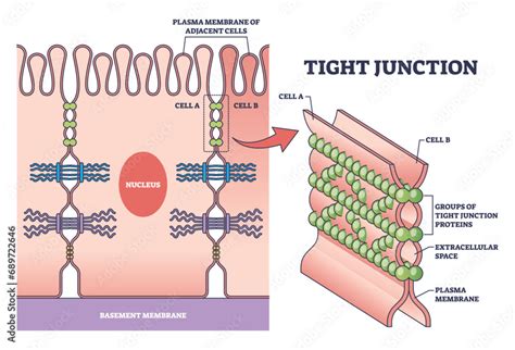 Tight Junction As Intercellular Barrier Between Epithelial Cells