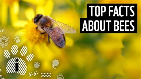 Top 10 Facts About Bees Animal Fun Facts Wwf Youtube