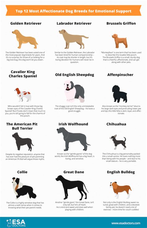 Top 12 Most Affectionate Dog Breeds For Emotional Support Esa Doctors