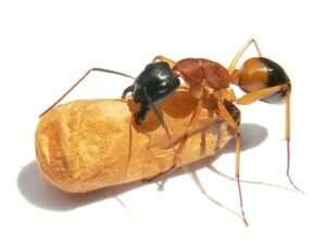 Top 15 Biggest Ants In The World Largest Ants 2023 Updated Howitsee