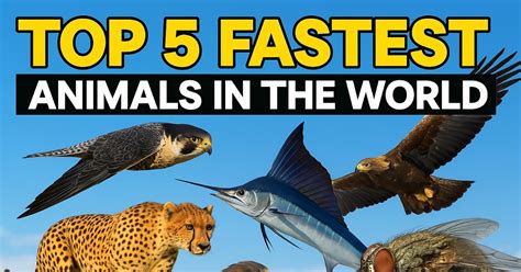 Top 5 Fastest Animals In The World Youtube