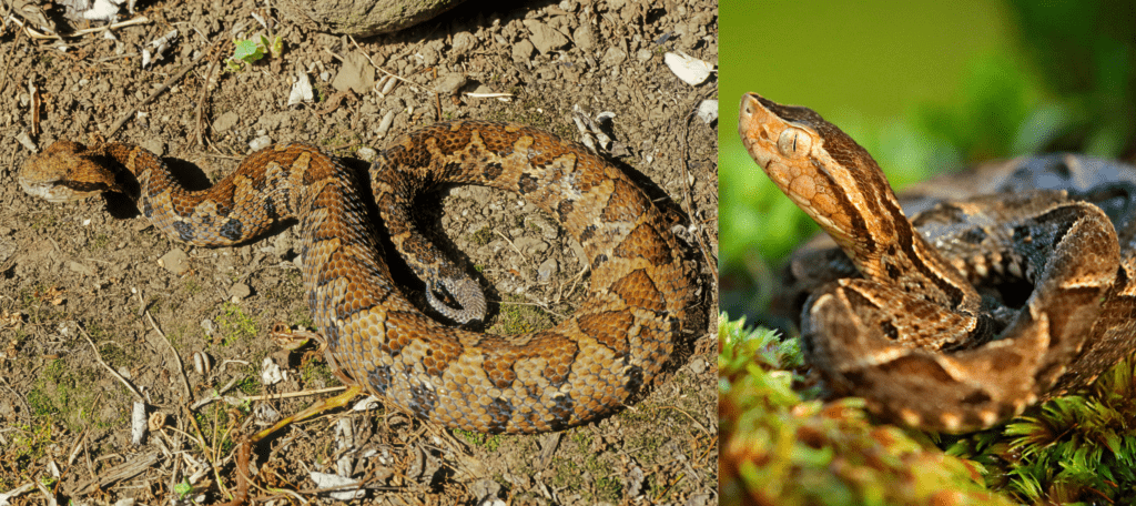 Top 5 Venomous Snakes In The World