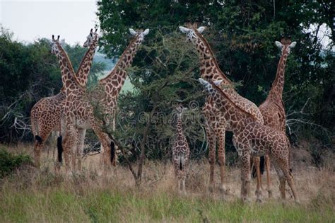 Tower Of Giraffes Stock Photo Image Of Giraffes Kenya 44932216