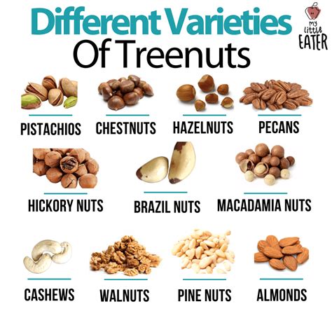Tree Nuts List