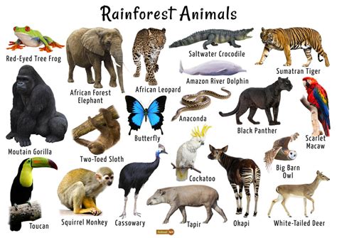 Tropical Rainforest Biome Animals List