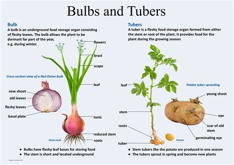 Tubers Plants Examples