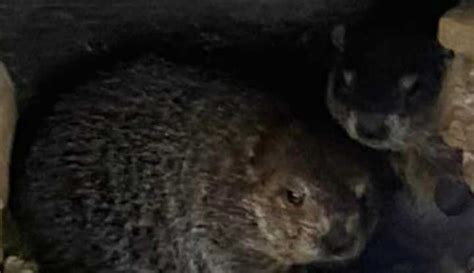 Twins Punxsutawney Phil Becomes Proud Papa Groundhog Elizabeth Daily