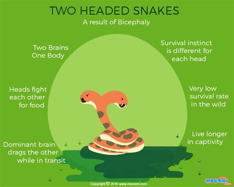Two Headed Snakes Facts Gifographic For Kids Mocomi