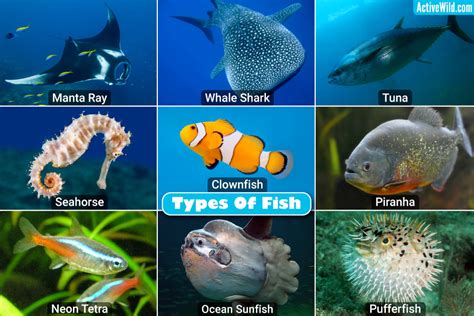 Types Of Fish Following Are Some Common Types Of Fish Vrogue Co