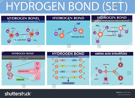 Types Of Hydrogen Bonds At Jose Warner Blog