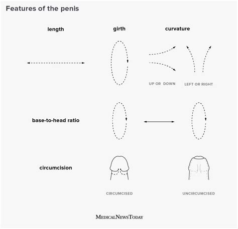 Types Of Penises
