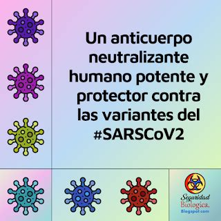 Un Anticuerpo Neutralizante Humano Potente Y Protector Contra Las