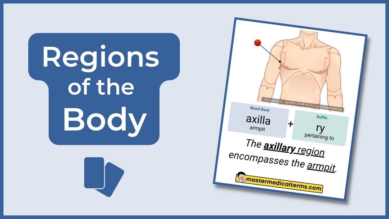 Understanding Medical Terminology Adip O Anter O Aden O And