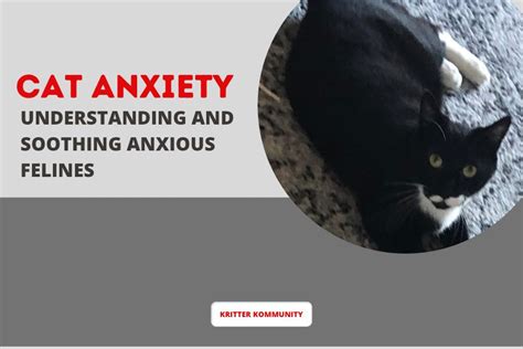 Unraveling Feline Anxiety Understanding And Soothing Anxious Cats