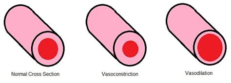 Vaso Medical Term