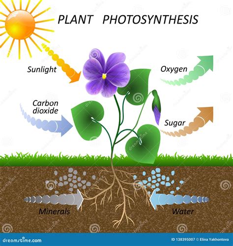 Vector Diagram Of Plant Photosynthesis Science Education Botany Poster