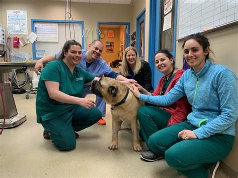 Veterinary Medical Center Of Long Island Yelp