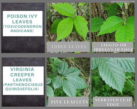 Virginia Creeper Vs Poison Ivy They Re Vines With Similarities But