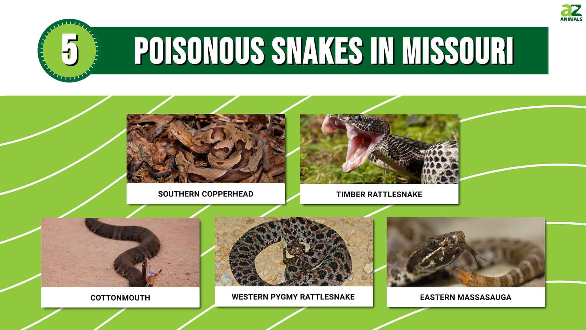 Watch Out For The 5 Poisonous Snakes In Missouri A Z Animals